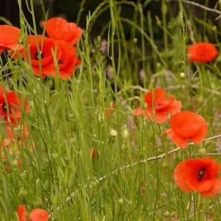 En Sierra De Gata Alma Apartment
